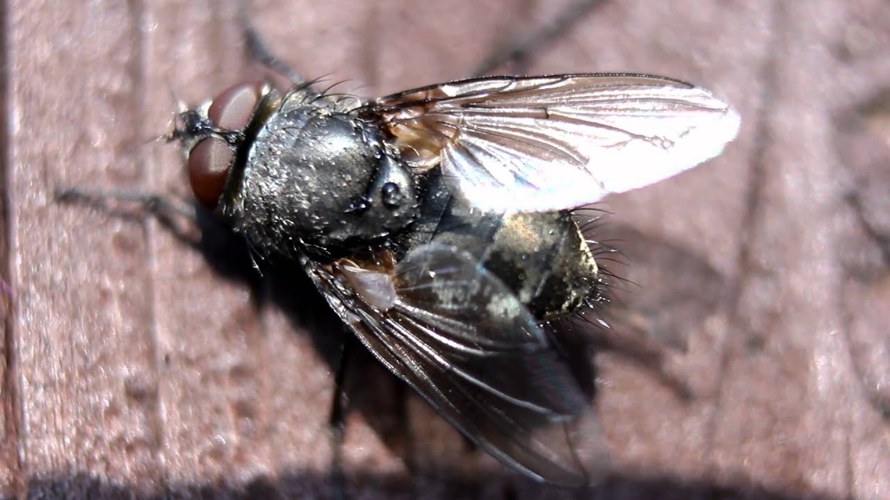 macromolecules Camo Fly Macro Videography