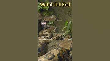 A huge hungry python is heading towards the village #shorts #viralvideo #python #wildlife #youtube