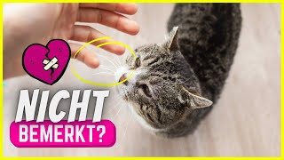 Wenn deine Katze sich einsam fühlt, tut sie DAS!