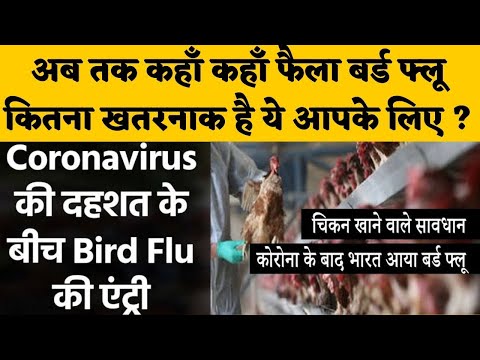 देश में कहां कहां फैला Bird Flu | Rajasthan|Madhyapradesh|Kerla