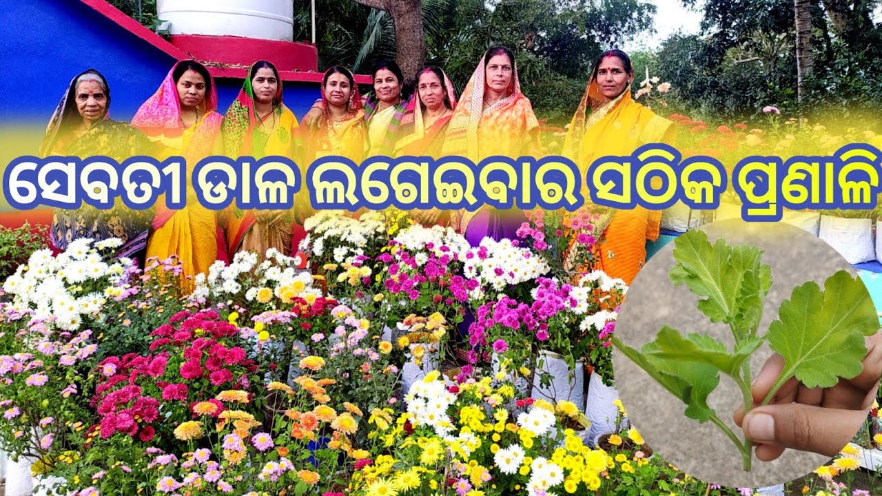 ସେବତୀ ଡାଳ ଲଗେଇବାର ସଠିକ ପ୍ରଣାଳି/ଏବେ ଲଗେଇ ନିଅନ୍ତୁ ଅଧିକ ଫୁଲ ପାଇବେ/How to grow chrysanthemum cuttings