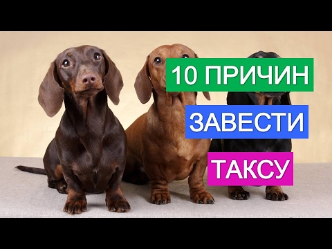 Такса собака. Все о породе собак такса.