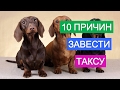 Такса собака. Все о породе собак такса.