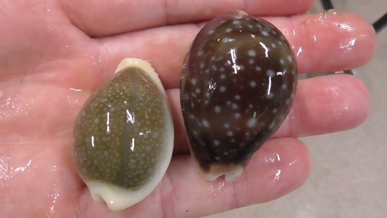 タカラガイ、貝殻、びーどろダカラ ビードロダカラ : 貝殻ストア