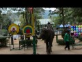 слон поднимает флаг тайланда!паттайя!Thai elephant raises a flag!