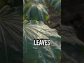 Plants just spoke #nanotech #agtech #innovation
