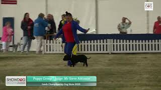 Leeds Championship Dog Show 2022 Terrier Puppy Group by ShowdogMedia 46 views 1 year ago 10 minutes, 42 seconds