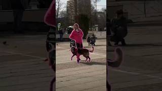 Овчарка танцует под Леонтьева ❤️‍🔥 До конца #собака #dogdance #dog #собаки #танец #дети #ребенок