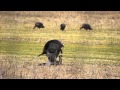 Gobbler Breeding Hen - Menard County Illinois - 29 March 2014