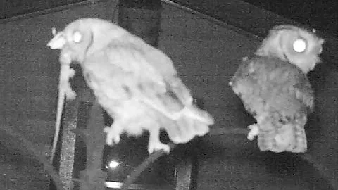 Screech Owl Family Feeding and Calling