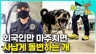 '우리 것이 좋은 것이여~' 흥선대원군 저리 가라! 외국인만 보면 이빨을 드러내고 목청도 높아지는 개, 도대체 왜 그러는 걸까? | #왜그러냥귀엽개