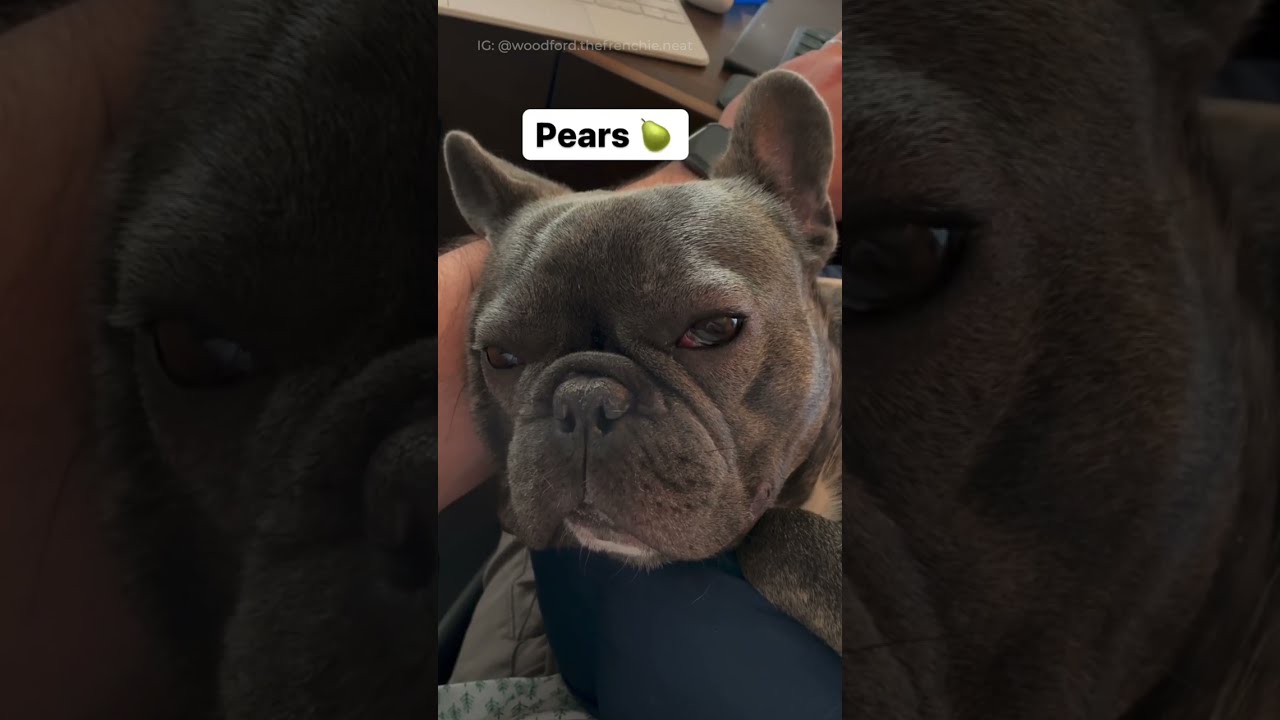 Did Someone Say Funny French Bulldog Video