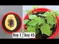 How to Grow Papaya from Seeds at Home EASILY