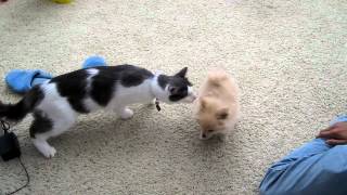 Cat Meets New Puppy For The First Time