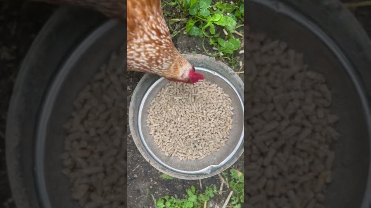 A weekend morning routine living in the countryside 