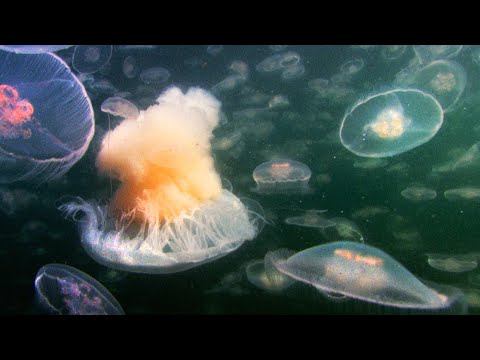 ቪዲዮ: Aurelia jellyfish፡ መግለጫ፣ የይዘት ባህሪያት፣ መባዛት። ኦሬሊያ - ጆሮ ያለው ጄሊፊሽ