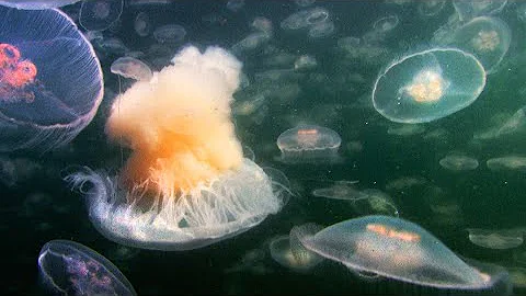 Fried Egg Jellyfish Hunts in a Swarm of Aurelia | Life | BBC Earth - DayDayNews