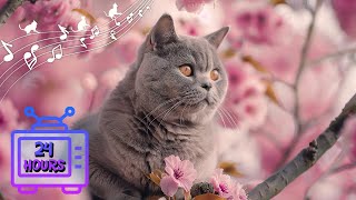 24 HOURS of Music For Cats Relief Stress! Soothing Cat Therapy Music, Peaceful Relax Music #12 by Dream Relax My Cat 2,234 views 3 weeks ago 24 hours