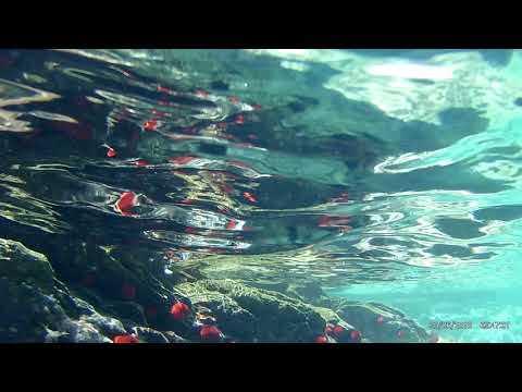 Snorkel Diving -