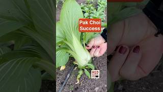 Overwinter Pak Choi Success #polytunnel #wintergrowing #growourownfood
It was nice to watch these plants grow so quickly over the winter, unlike some of the other crops we had planted last autumn. Quick enough to be able to harvest beautiful Pak Choi at the end of February. Overwinter Pak Choi Success #polytunnel #wintergrowing #growourownfood