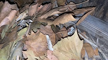 How to tell your turtle is ready to hibernate