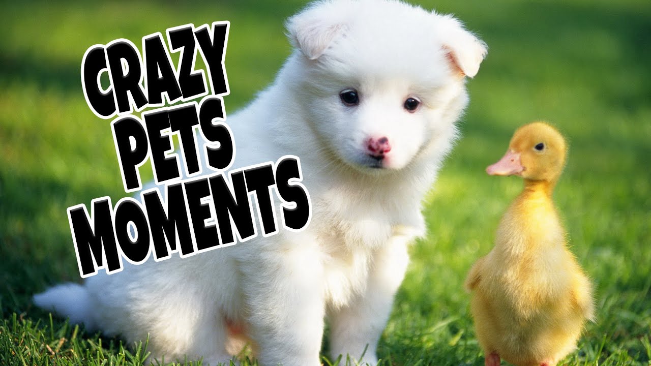 😻😹OMG! CRAZY PETS MOMENTS?!🙈🐶😻 14 YouTube