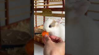 Cute rabbit home