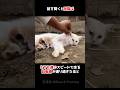 横になる母猫