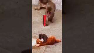 Punch Monkey Peacefully… Bigger Monkey Wakes Him for Hugs
