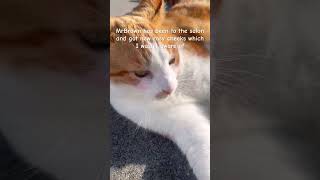 MrBrown has been to the salon and got new rosy cheeks #cat #prettycat #cute #funny #shorts #fyp MrBrown has been to the salon and got new rosy cheeks #cat #prettycat #cute #funny #shorts #fyp