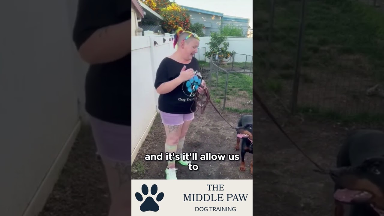 Master Leash Walking Basics with Chain Collar - Day 1 - Brooks 