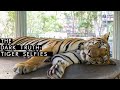 Ever wanted to get a selfie with a tiger  the dark truth  unilad adventure