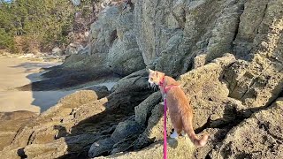 Medi Cat climbed and conquered majestic beach rock
