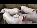 Criação de porcos dá para ganhar dinheiro🐖🐷