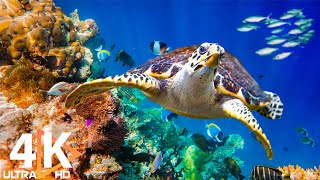 Ocean 4K  Sea Animals For Relaxation, Beautiful Coral Reef Fish In Aquarium (4K Video Ultra HD) #2
