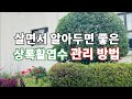 &quot;쉽고 간편한 사철나무와 영산홍 가지치기 방법, 상록활엽수 관리 비법을 놓치지 마세요!&quot;