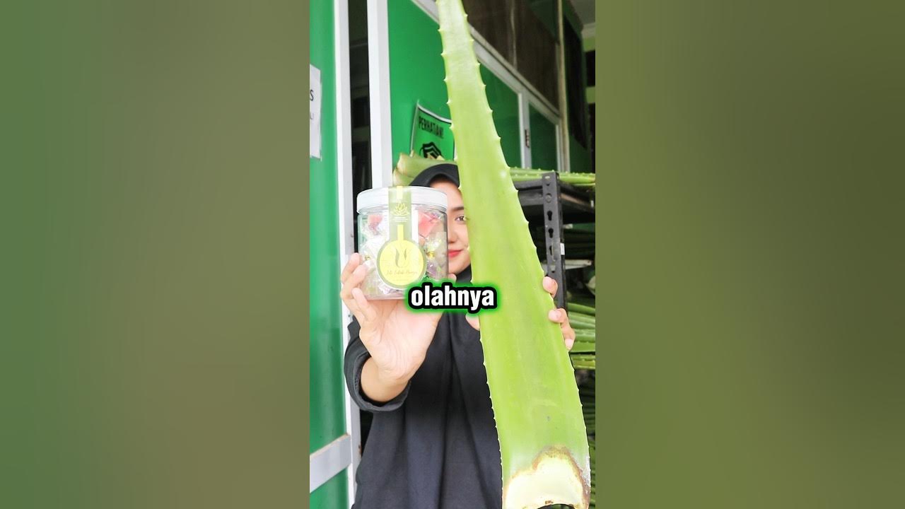 Permen jeli ini awalnya dari lidah buaya #lidahbuaya #herbavera #herbaveraindonesia #aloevera Permen jeli ini awalnya dari lidah buaya #lidahbuaya #herbavera #herbaveraindonesia #aloevera
