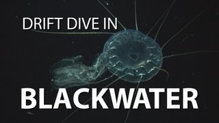 Blackwater Drift Dive | UnderH2O | PBS Digital Studios