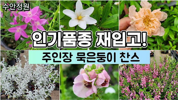 🌸신품종 아닌 신품종 같은 너! 묵은둥이 찬스까지 놓치지 마세요 #수안정원