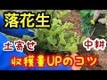 【落花生の育て方】この2つをするだけで収穫量が断然変わる「落花生栽培の土寄せと中耕」