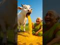 Grandmother's Cow Gives Pineapple Juice Then Farmer Angrily Kicks Out His Cow 😭 #farmer #granny #cow