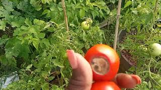 My Tomatoes Have a Calcium Deficiency