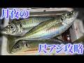 尺アジが釣れるタイミングとは？月夜のアジングで答え合わせ！