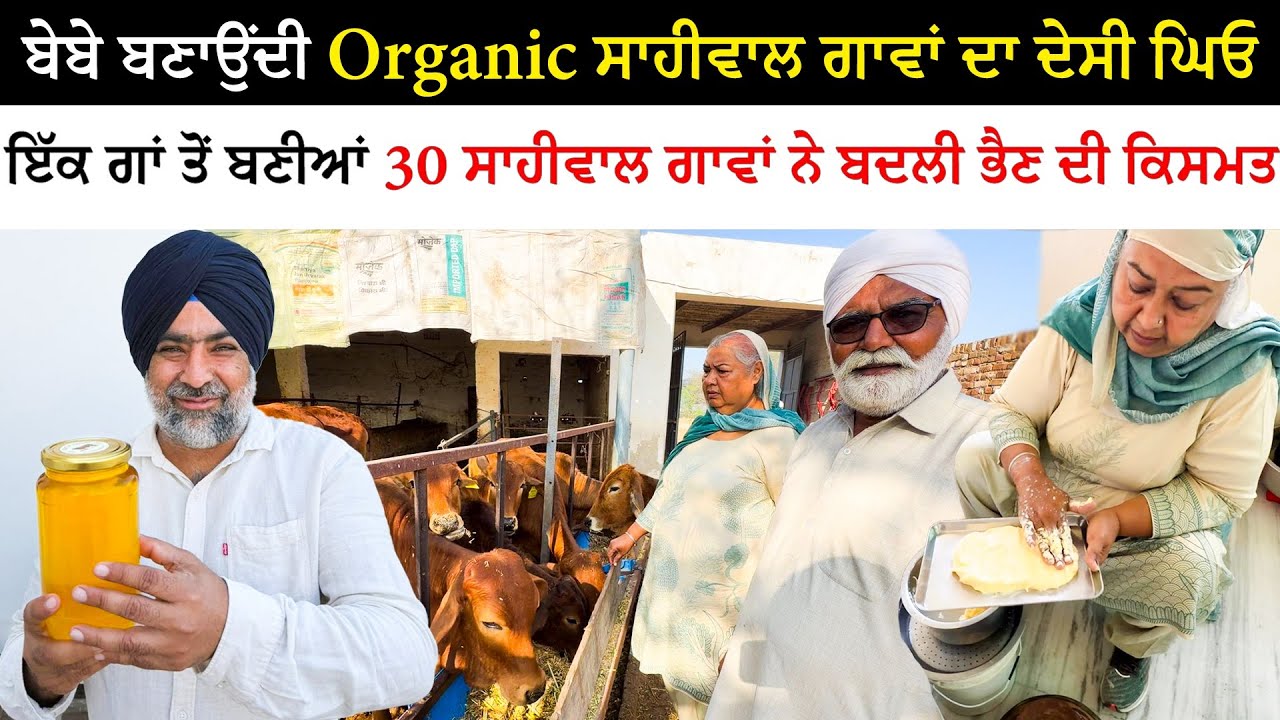 ਬੇਬੇ ਬਣਾਉਂਦੀ Organic ਸਾਹੀਵਾਲ ਗਾਵਾਂ ਦਾ ਦੇਸੀ ਘਿਓ | Sahiwal Desi Gheo Meking | Pinda Vale Vlogger