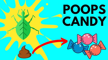 Bug that Poops Candy !!