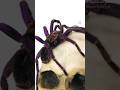 It ain't spooky season without tarantulas and skulls!#tarantula #spider #skull