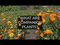 Companion Planting | Simple way for a more productive garden