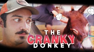 The Cranky Donkey  Horse Shelter Heroes S3E29