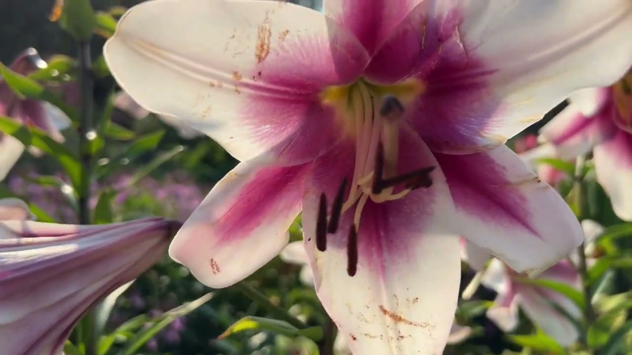 Summer Walk in Assiniboine Park