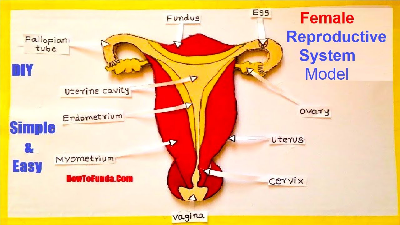 female reproductive system model making using cardboard | science